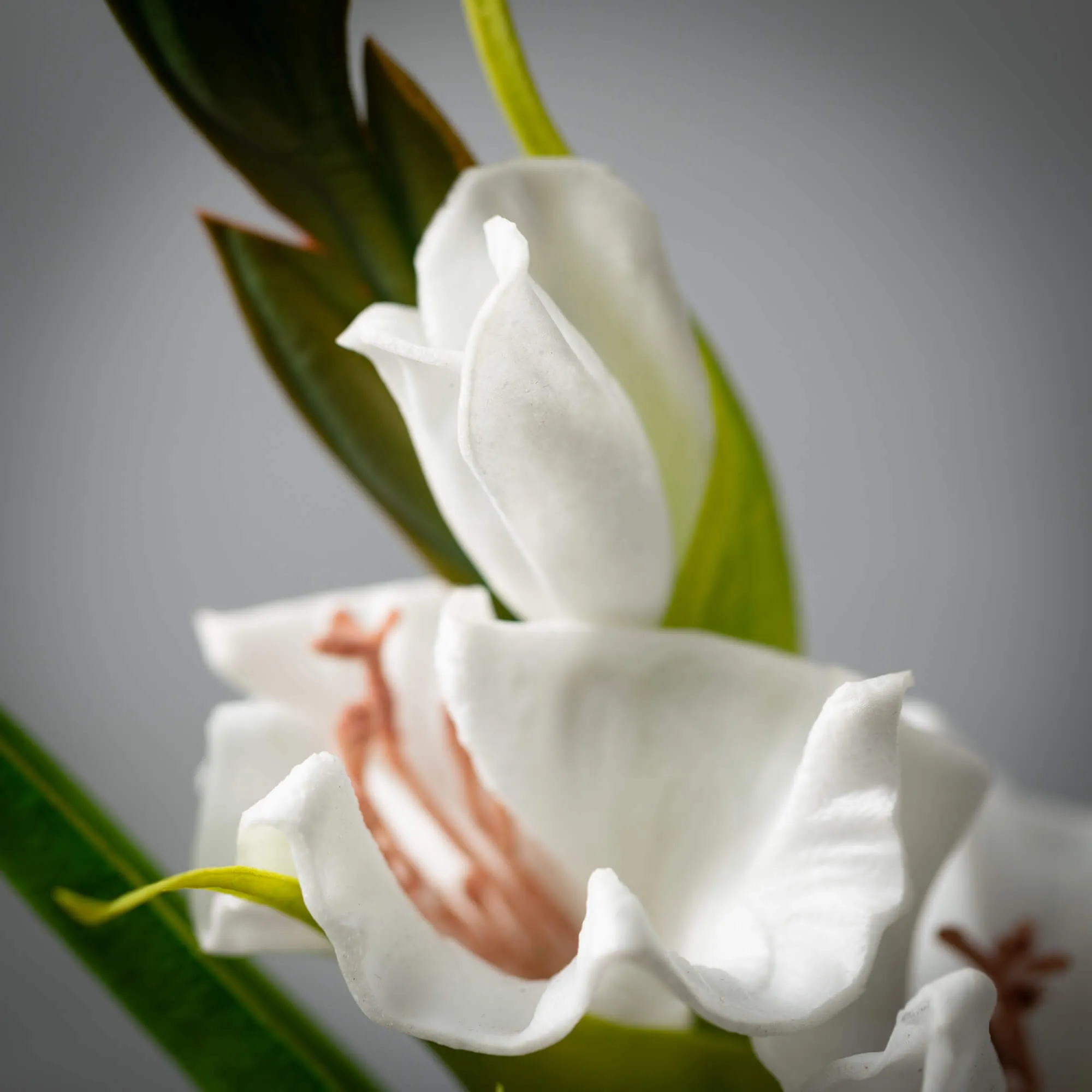 21.5"H Sullivans Dynamic Cream White Gladiola, Cream