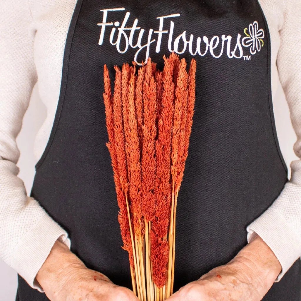 Brown Dried Typha Grass