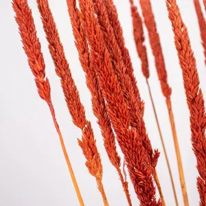 Brown Dried Typha Grass
